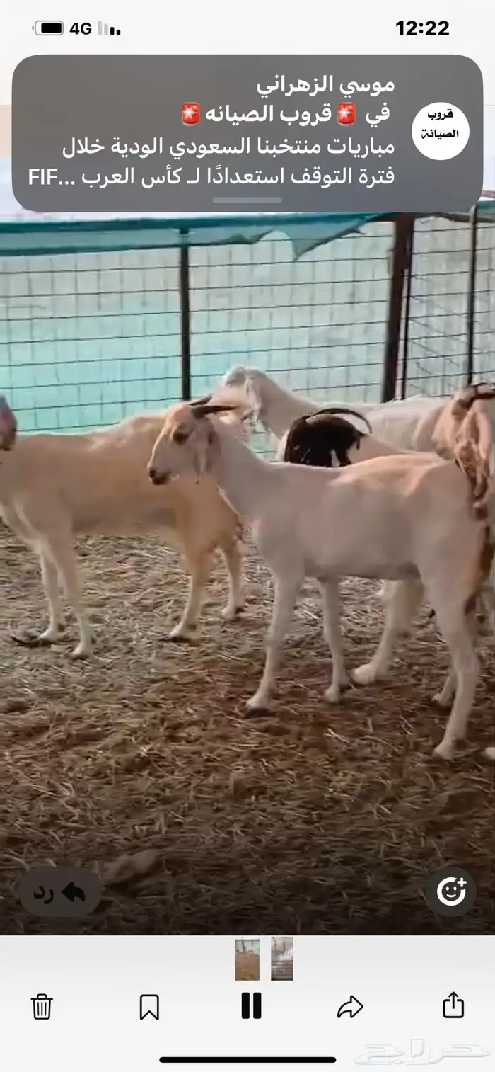 6معزا خلفات معها11 6