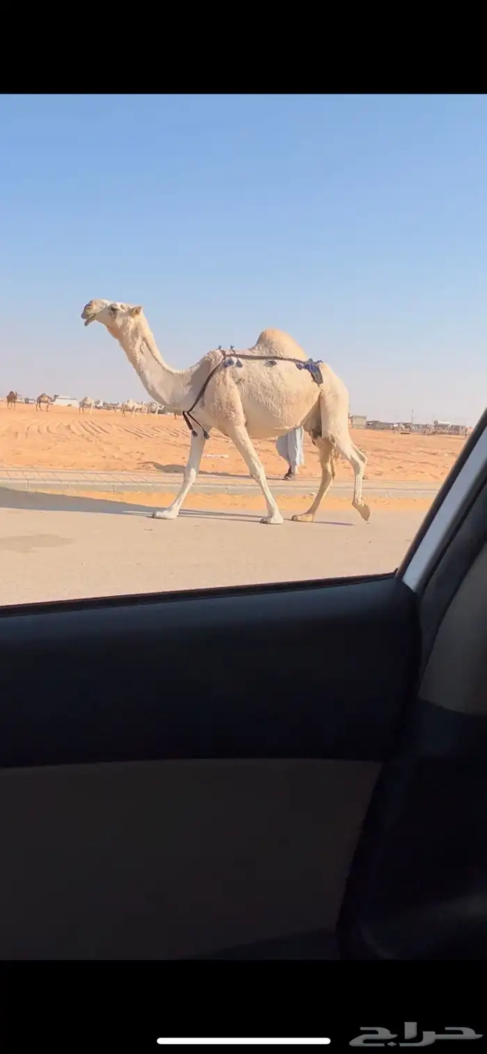 عشرا شقحا ضروبه طيبه 1