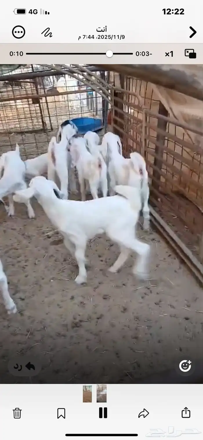 6معزا خلفات معها11 0