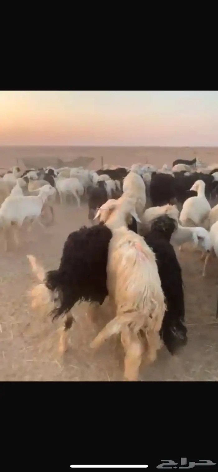 للبيع حريات مراح واحد العددحول 100 1