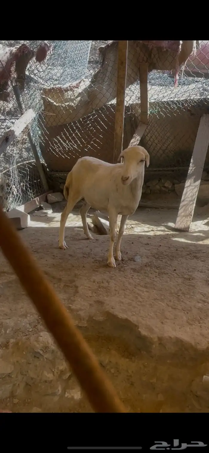 للبيع نعجه سنها رباع 0