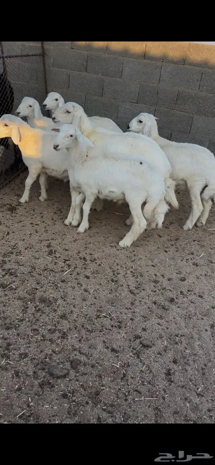 طليان حريات 2