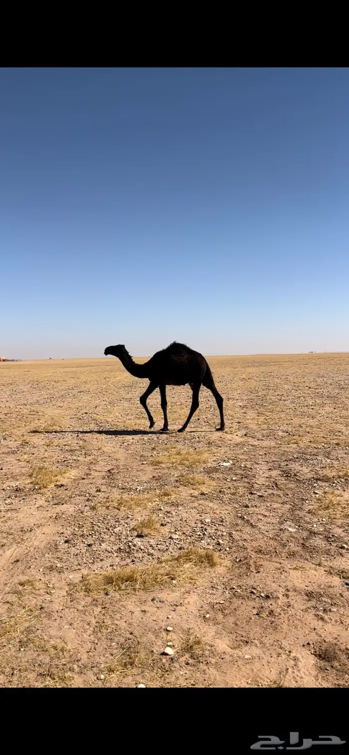 بعير وانتاجه للبيع 10