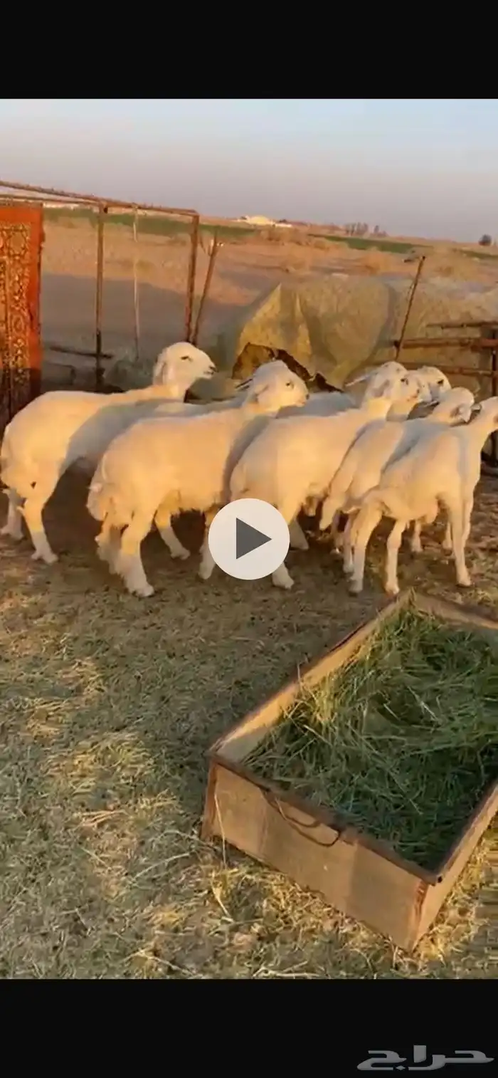 بهم حري كلش خروف 0