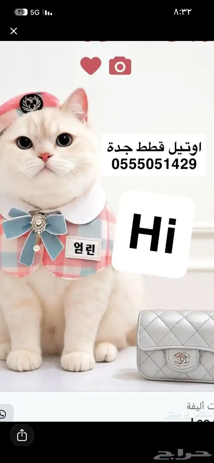 اوتيل قطط و طيور. جميعهم 1