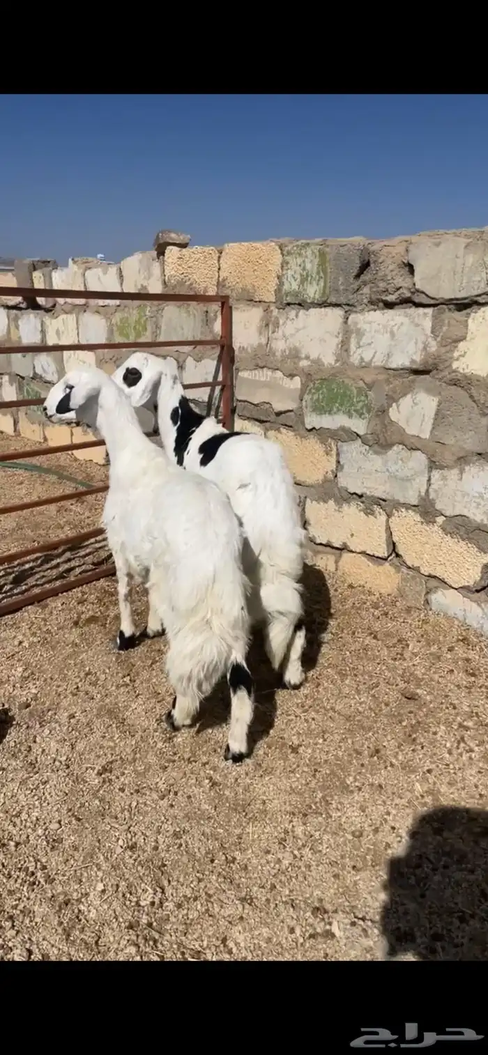 خرفان للبيع 0