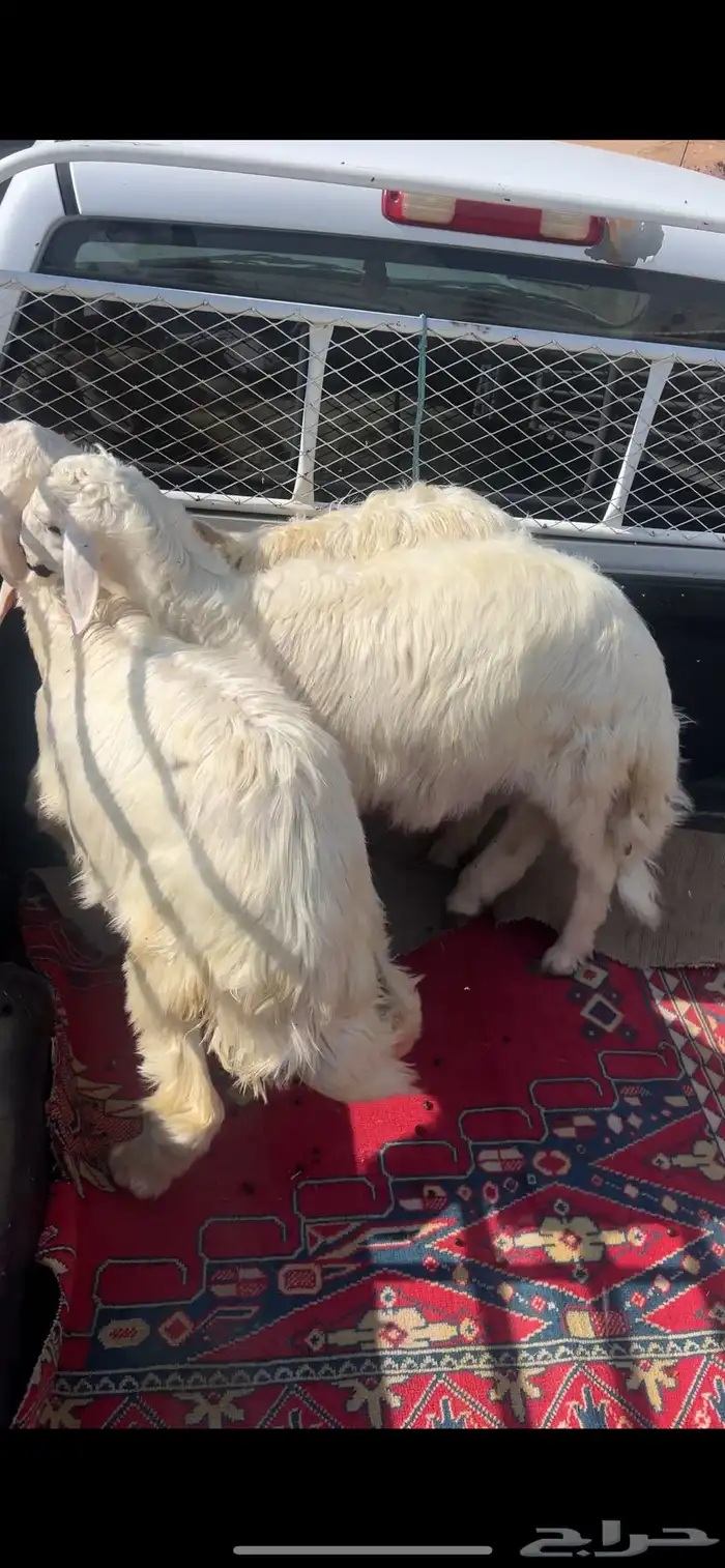 خرفان للبيع صفر 10