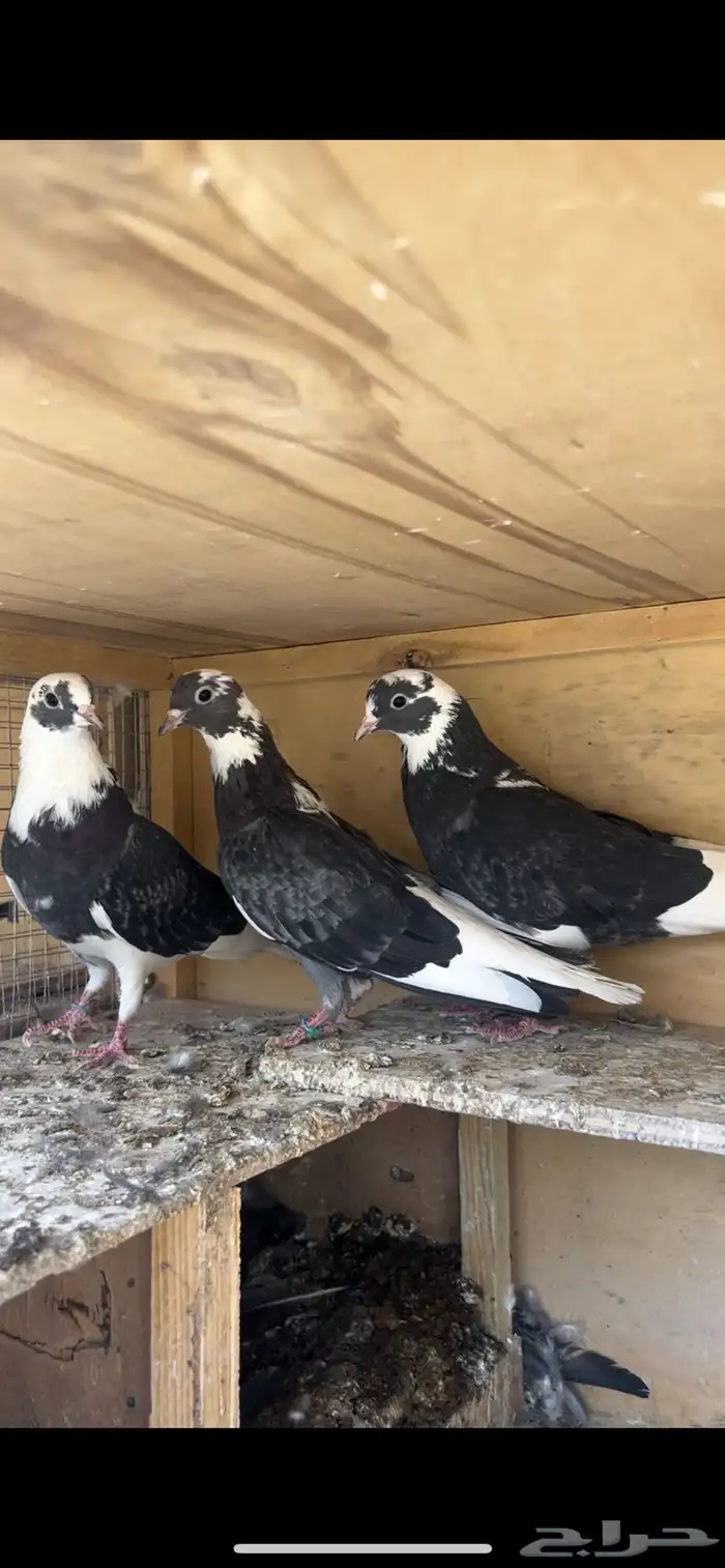 حمام قطيفي للبيع 0