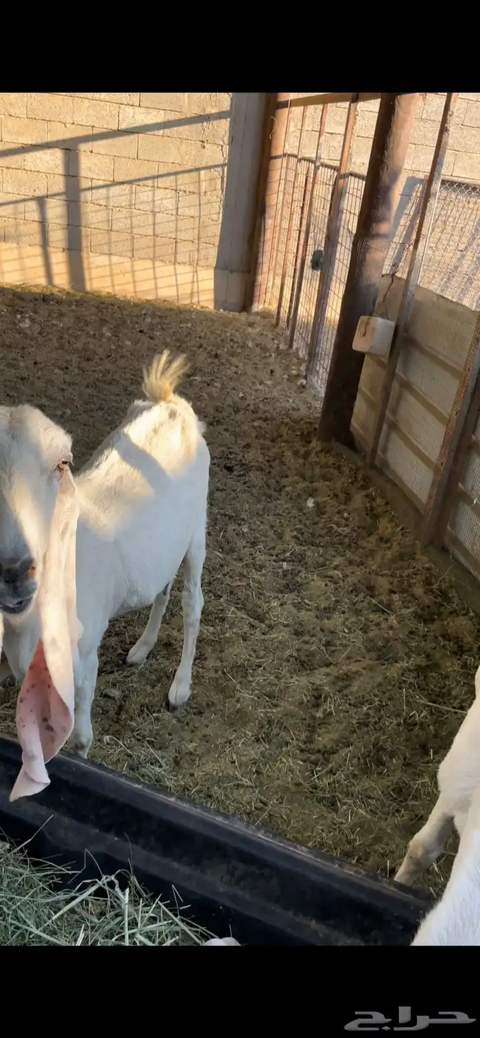 ماعز هولندي 1