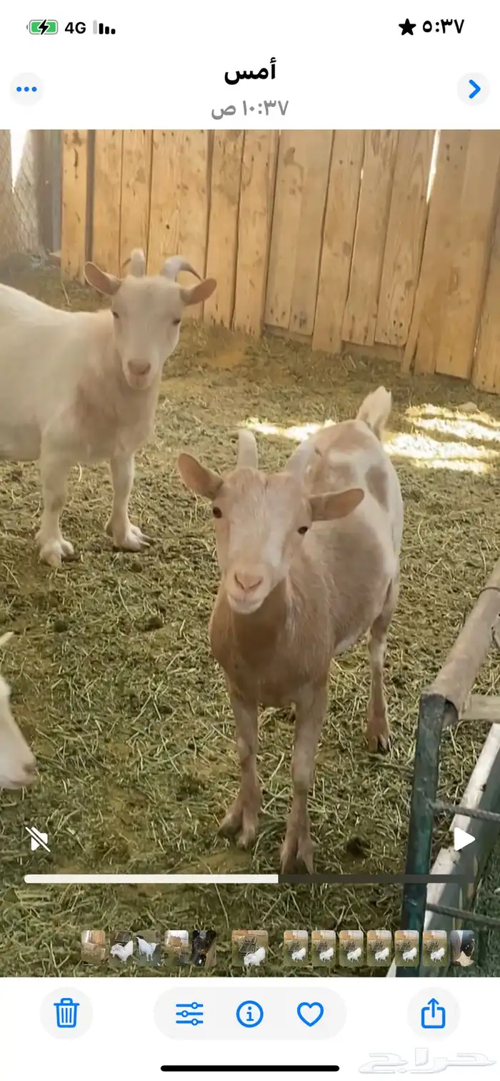 معزاء قزمية تشيكية 5