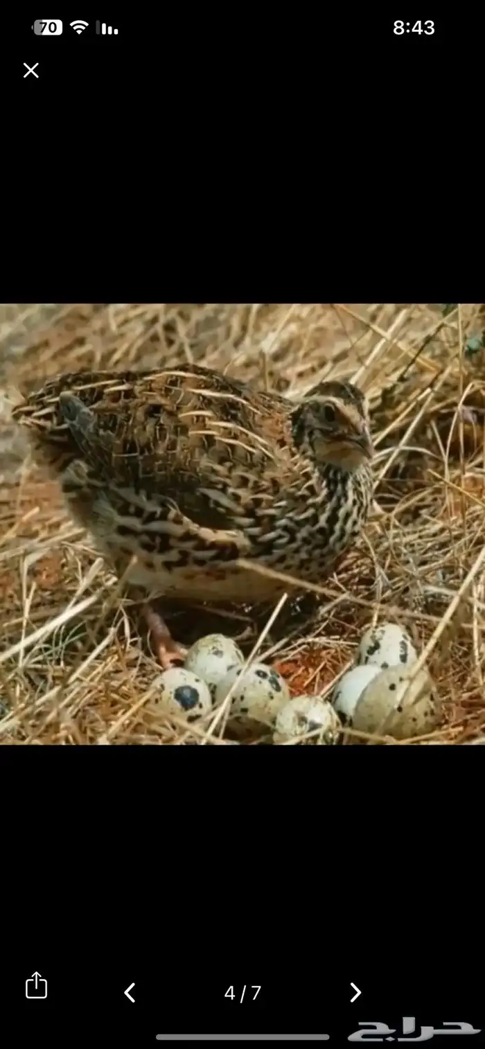 سمان فري مريعي و دجاج بلدي ذبح و تربيه 2