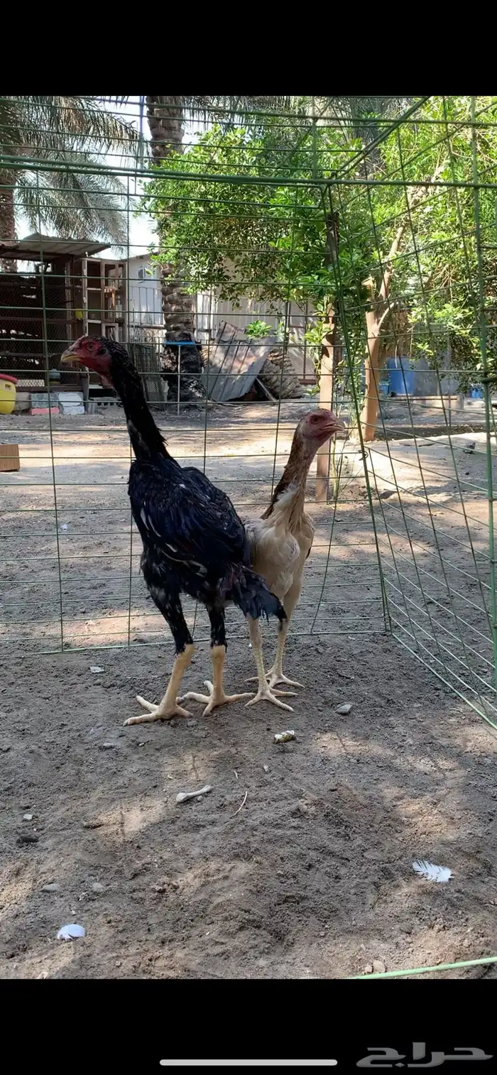 للبيع دجاج شامو 0