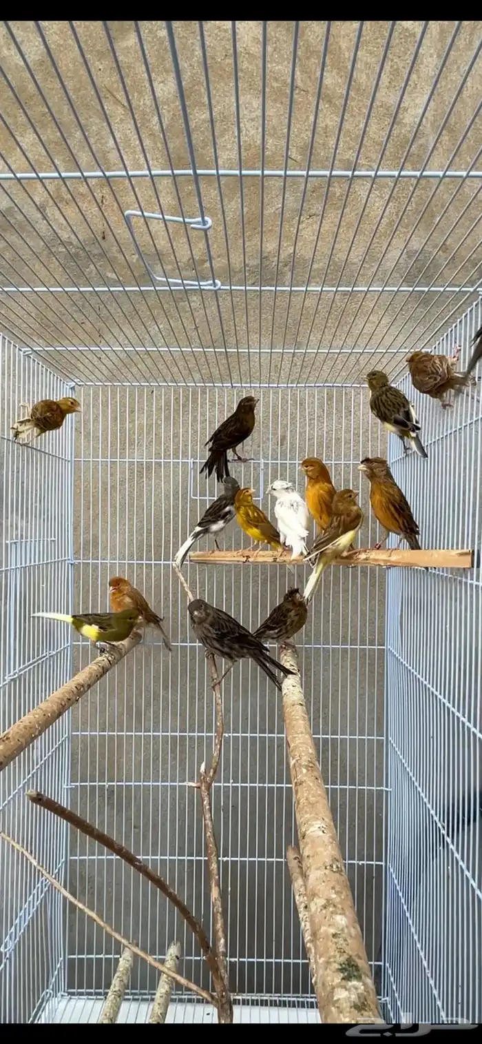 ماشاءالله كناري انتاج البلد 2