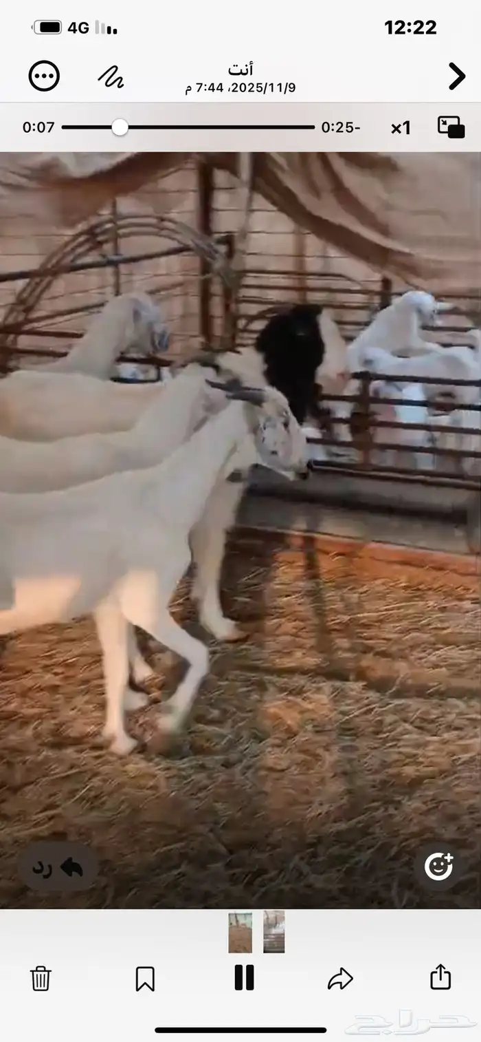 6معزا خلفات معها11 7