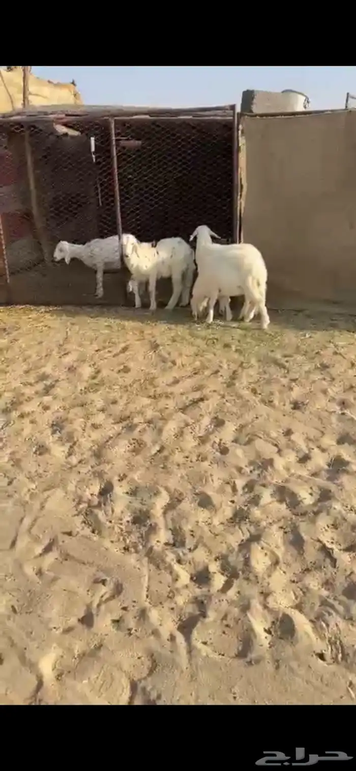 تربيه كفوو شرح وشعره 0