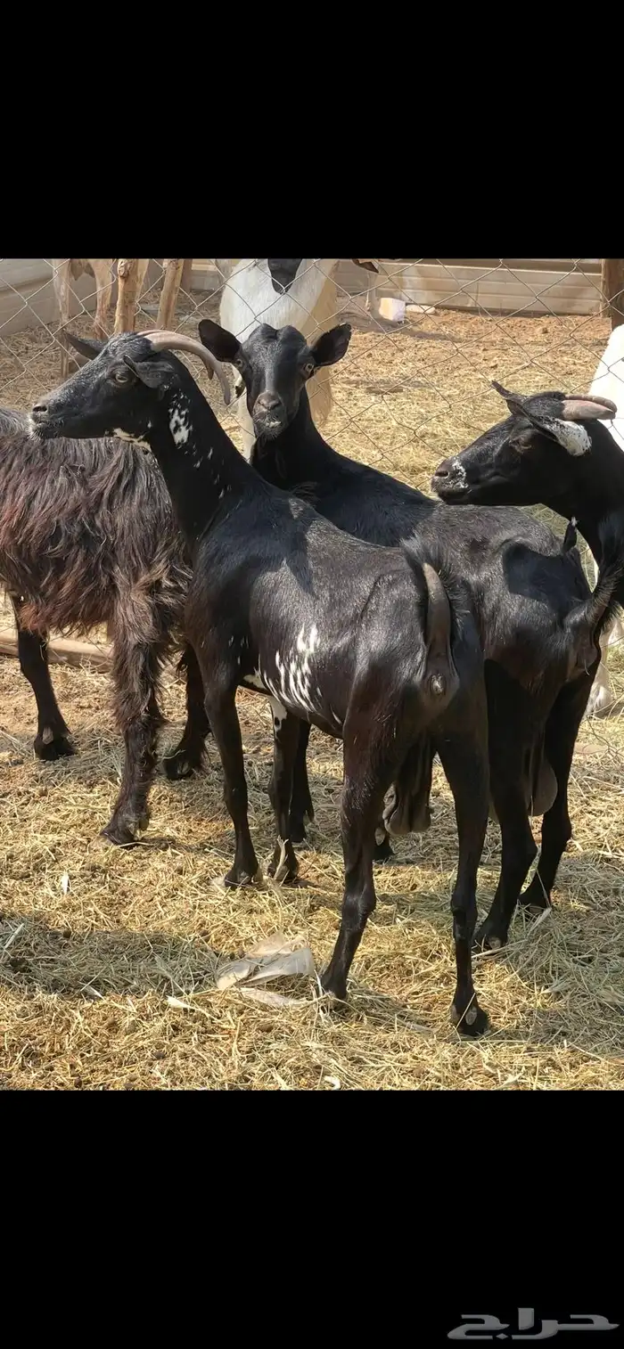 11عوارض طيبات جروم ودفيع ع560 ريال 1