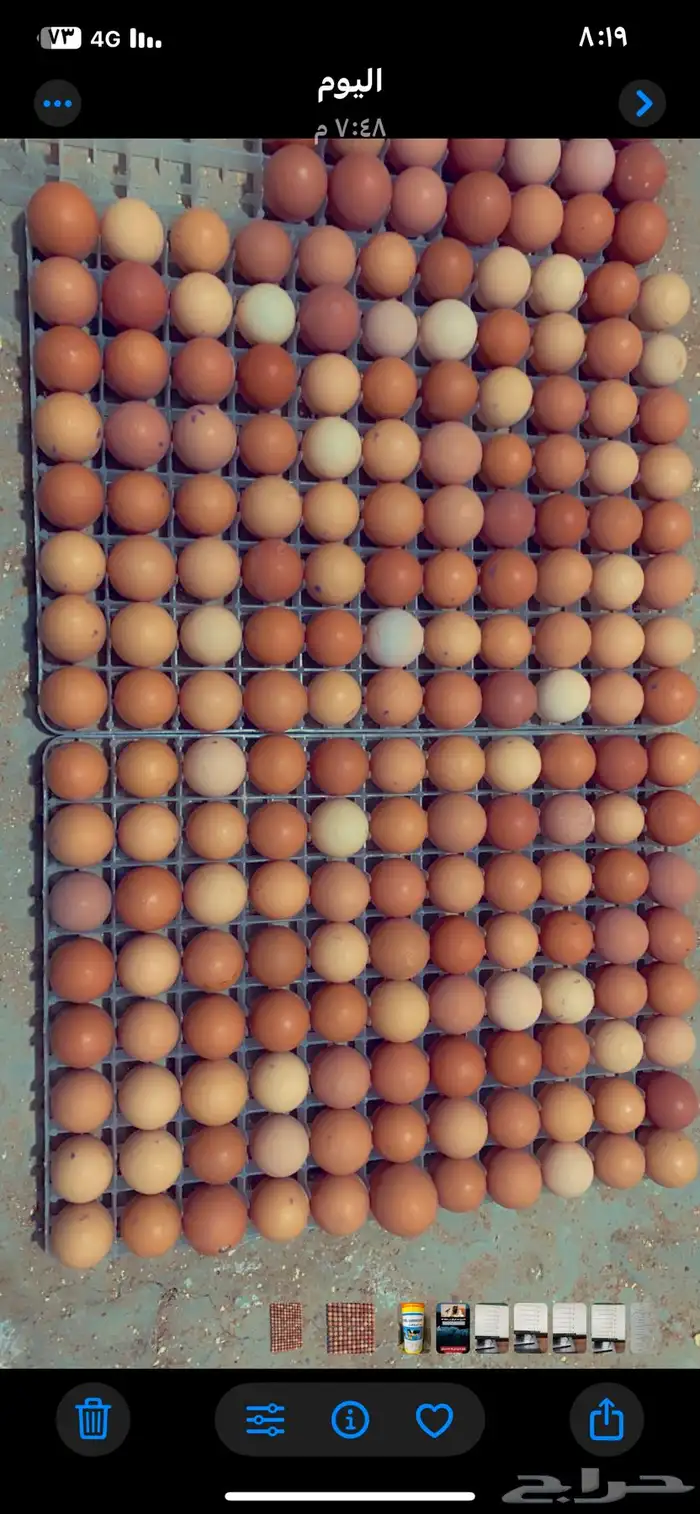 بيض مخصب لوهمان براون الماني مستورد 3