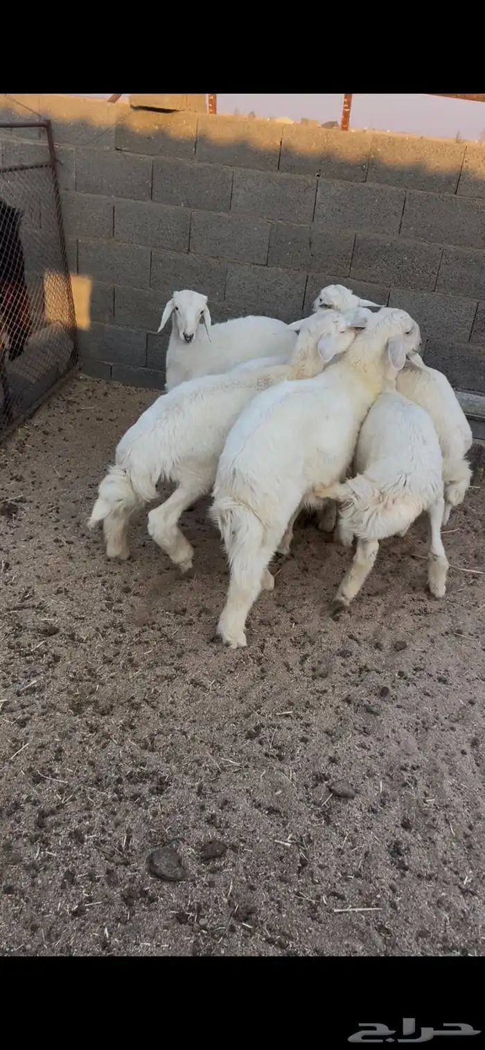 طليان حريات 1