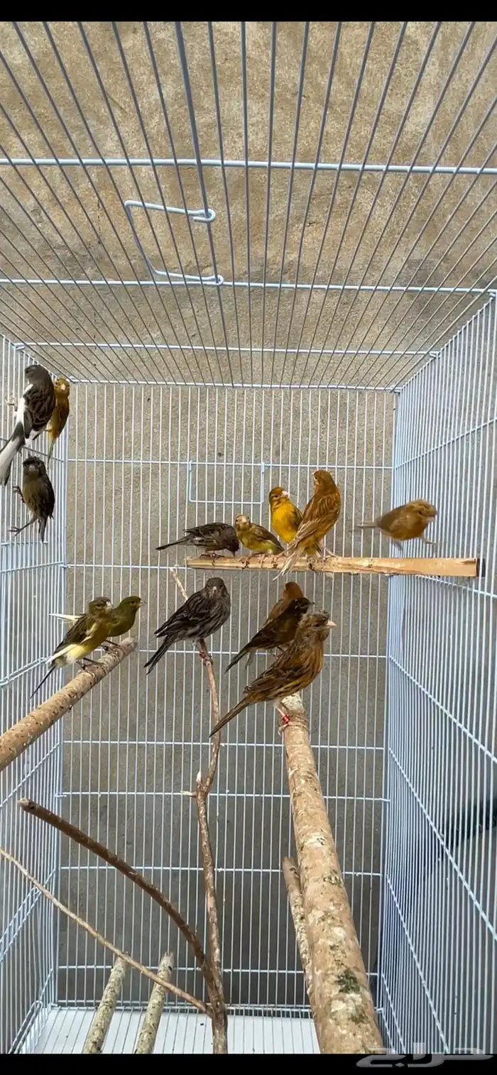 ماشاءالله كناري انتاج البلد 1