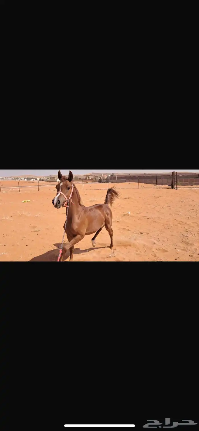 افراس للبيع 4