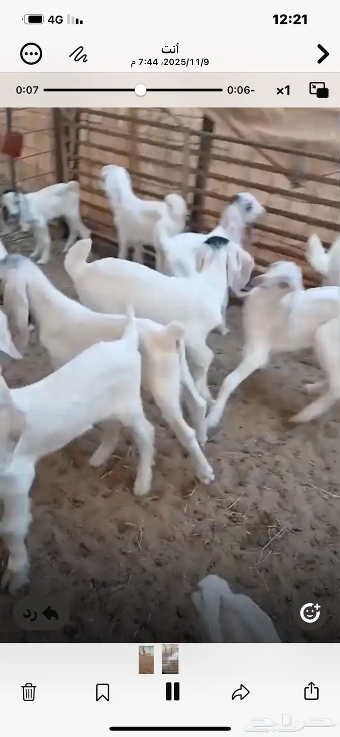 6معزا خلفات معها11 2