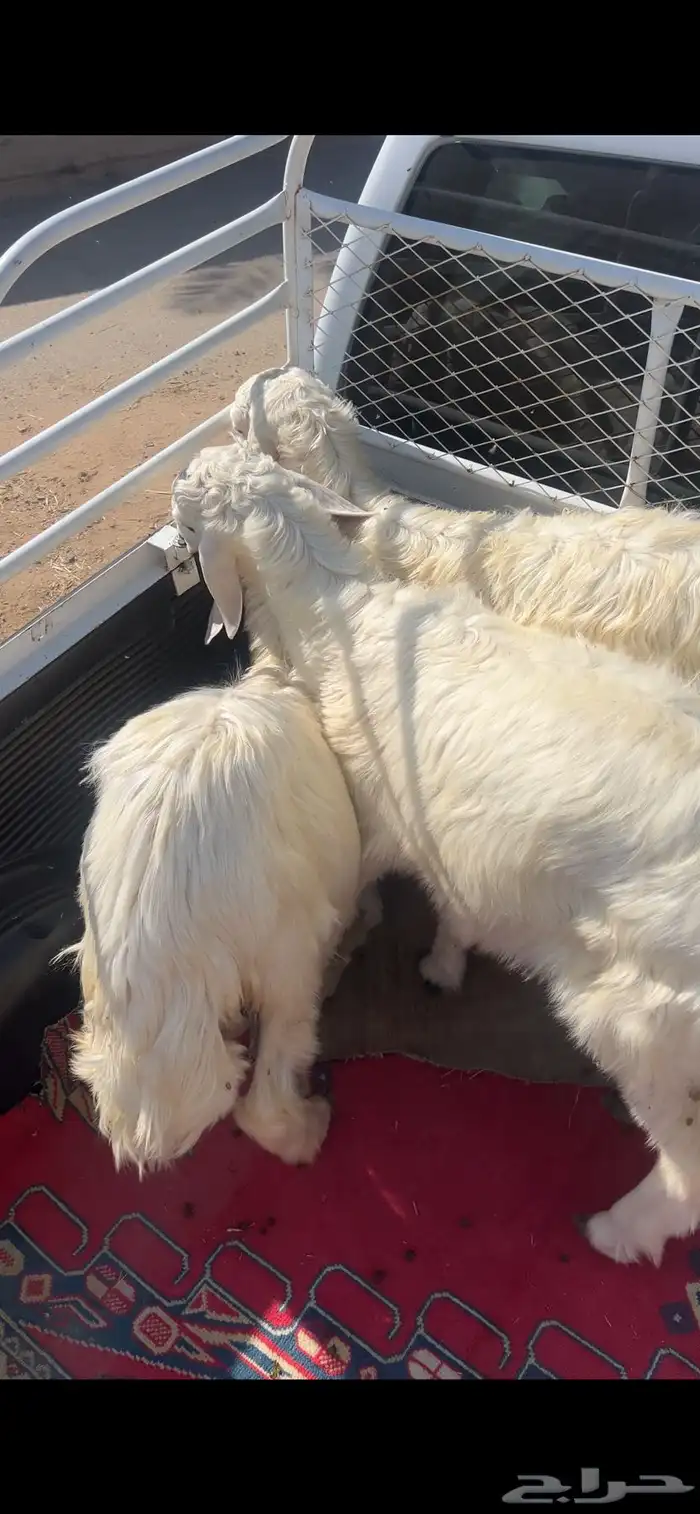 خرفان للبيع صفر 8