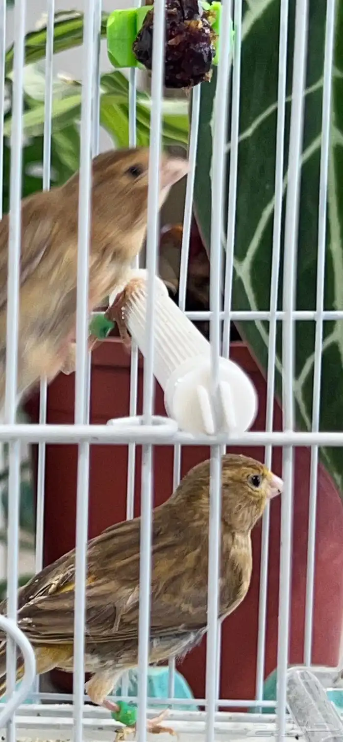 عدد اثنين فروخ كناري ( تم البيع ) 2