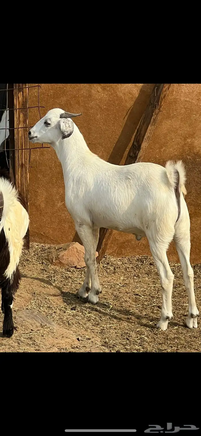 تيوس بلدي مخصاه تابي وتمارا 0