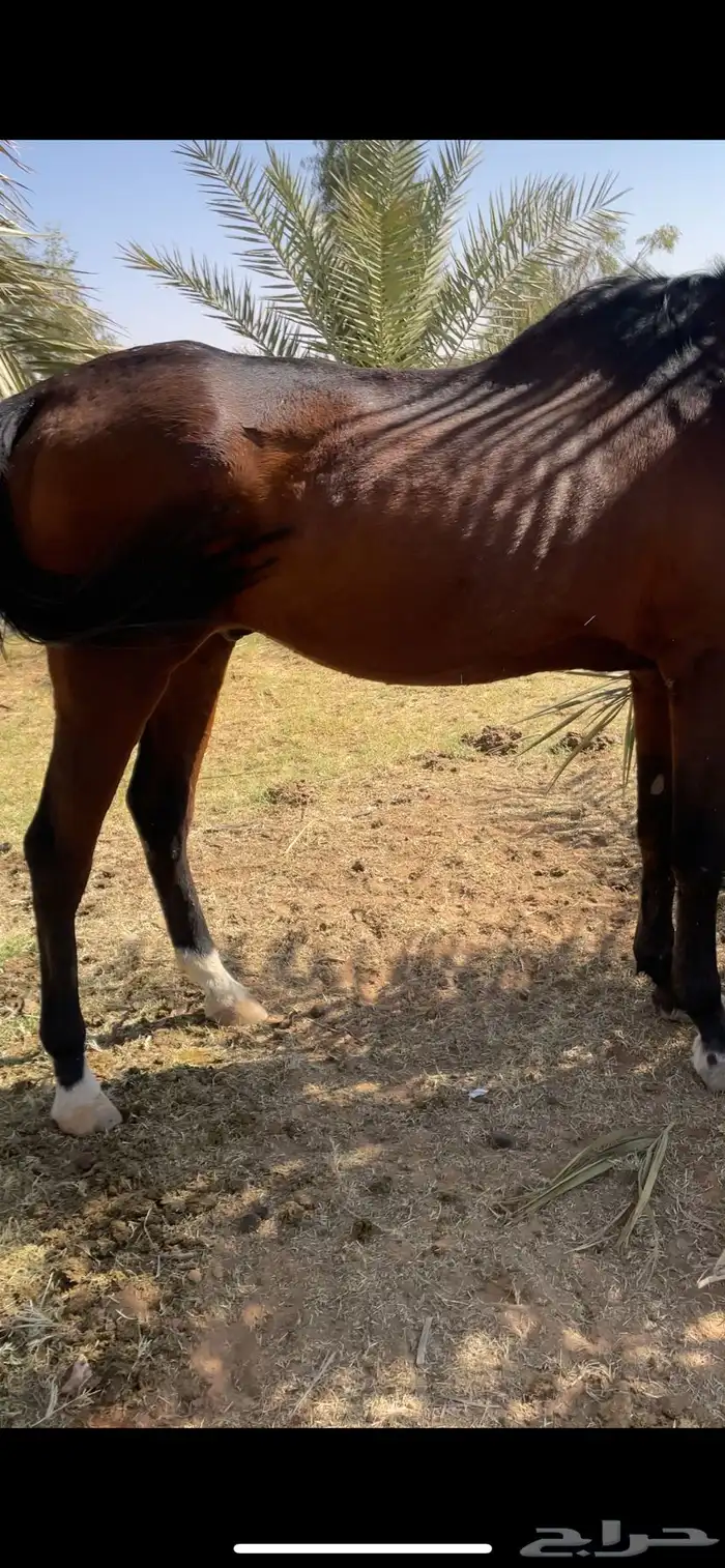 حصان للبيع 1