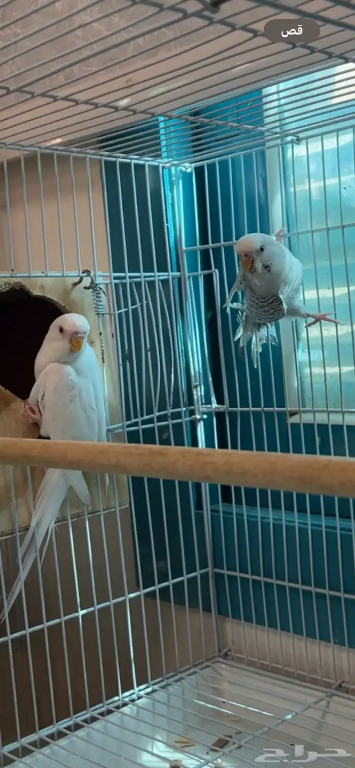 تم البيع طيور حب 0