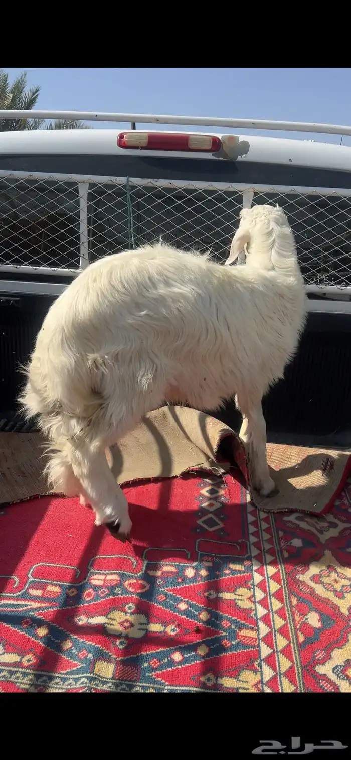 خرفان للبيع صفر 1