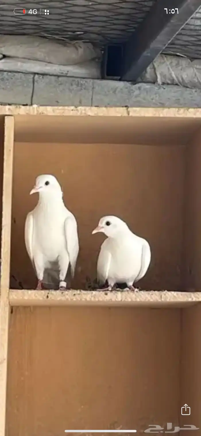 جوز صنعاني 3