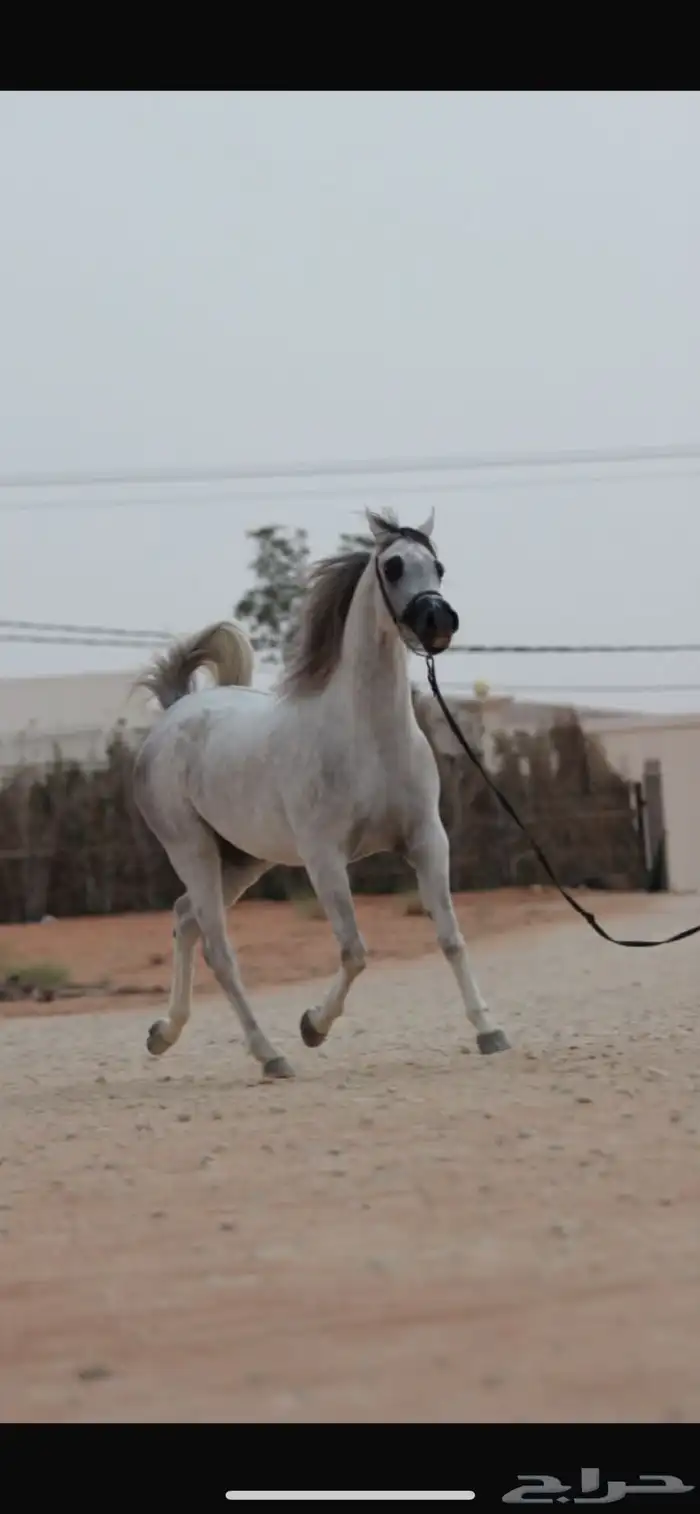 افراس للبيع 0