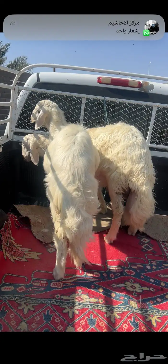 خرفان للبيع صفر 6