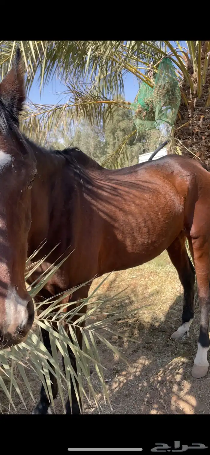 حصان للبيع 0