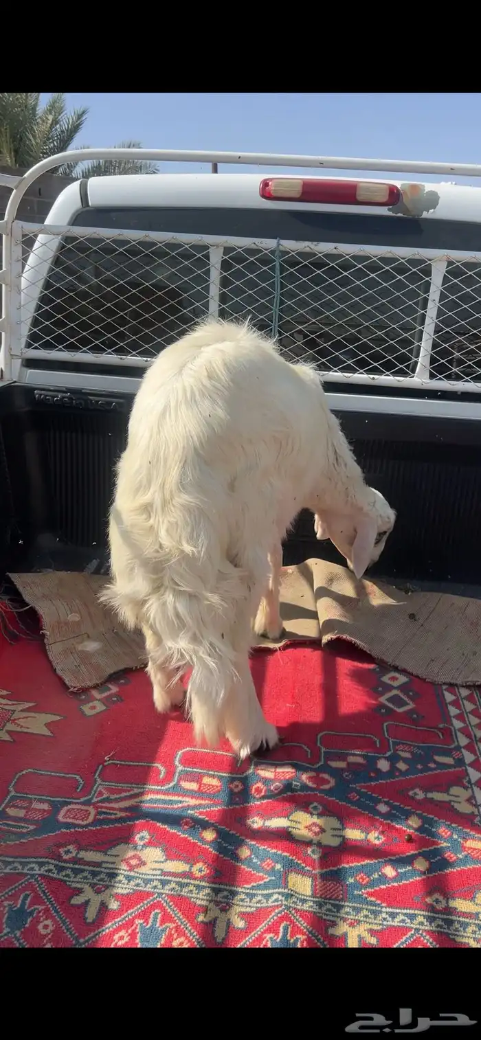 خرفان للبيع صفر 0