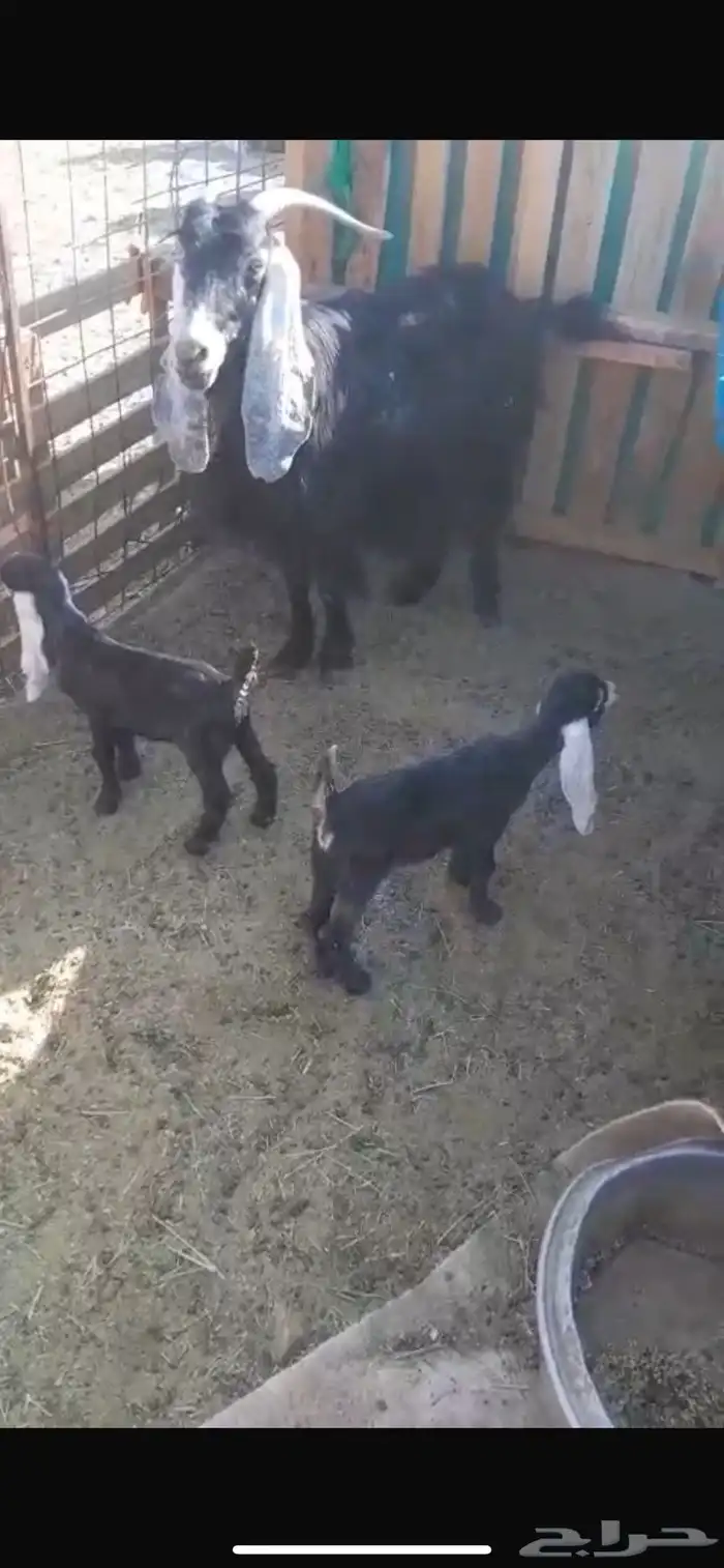 عنز البيع عل السوم 0