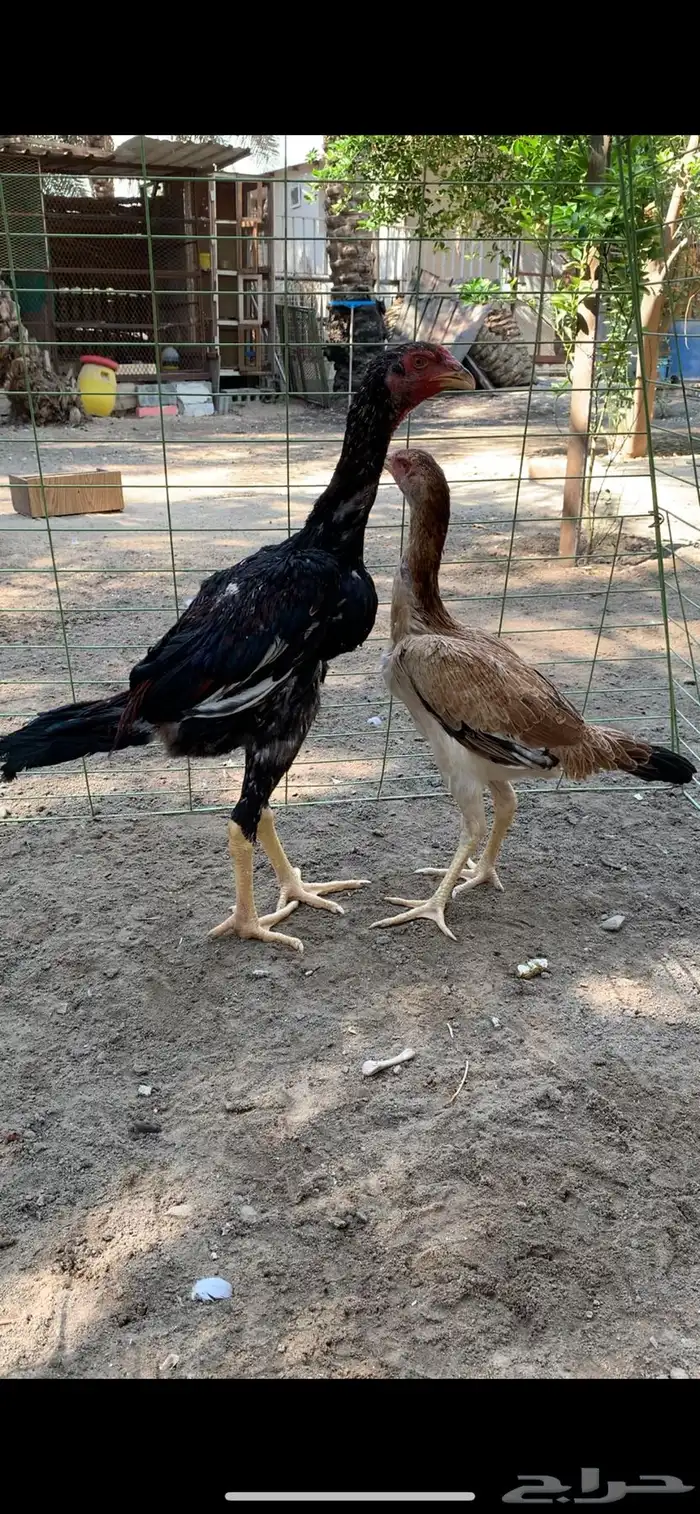 للبيع دجاج شامو 2