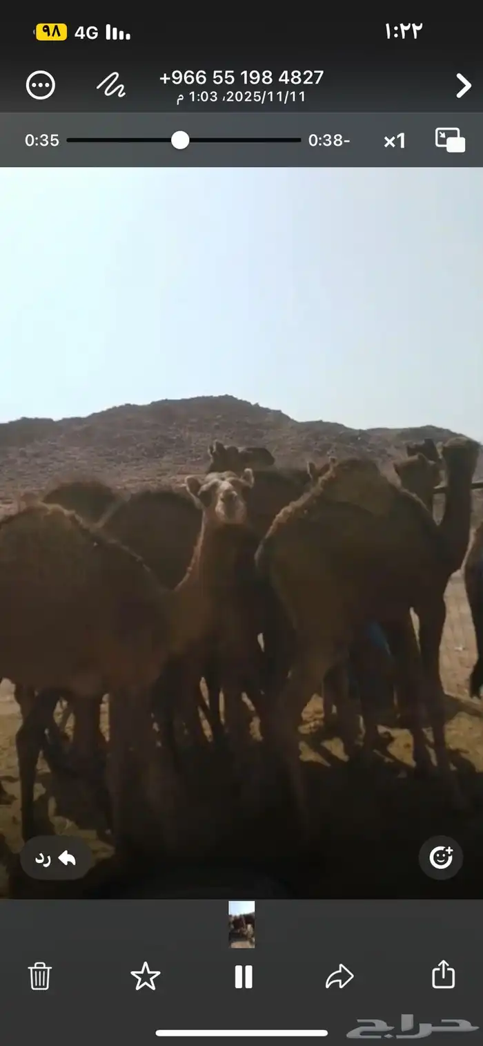 للبيع حشو قعدان العدد12 نظاف شرط 0