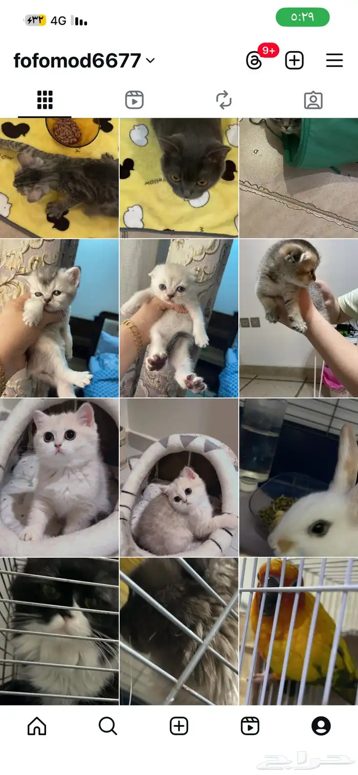 اوتيل قطط و طيور. جميعهم 2