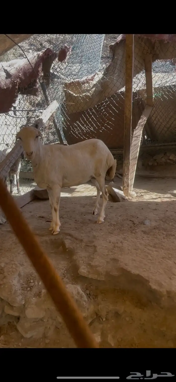 للبيع نعجه سنها رباع 1