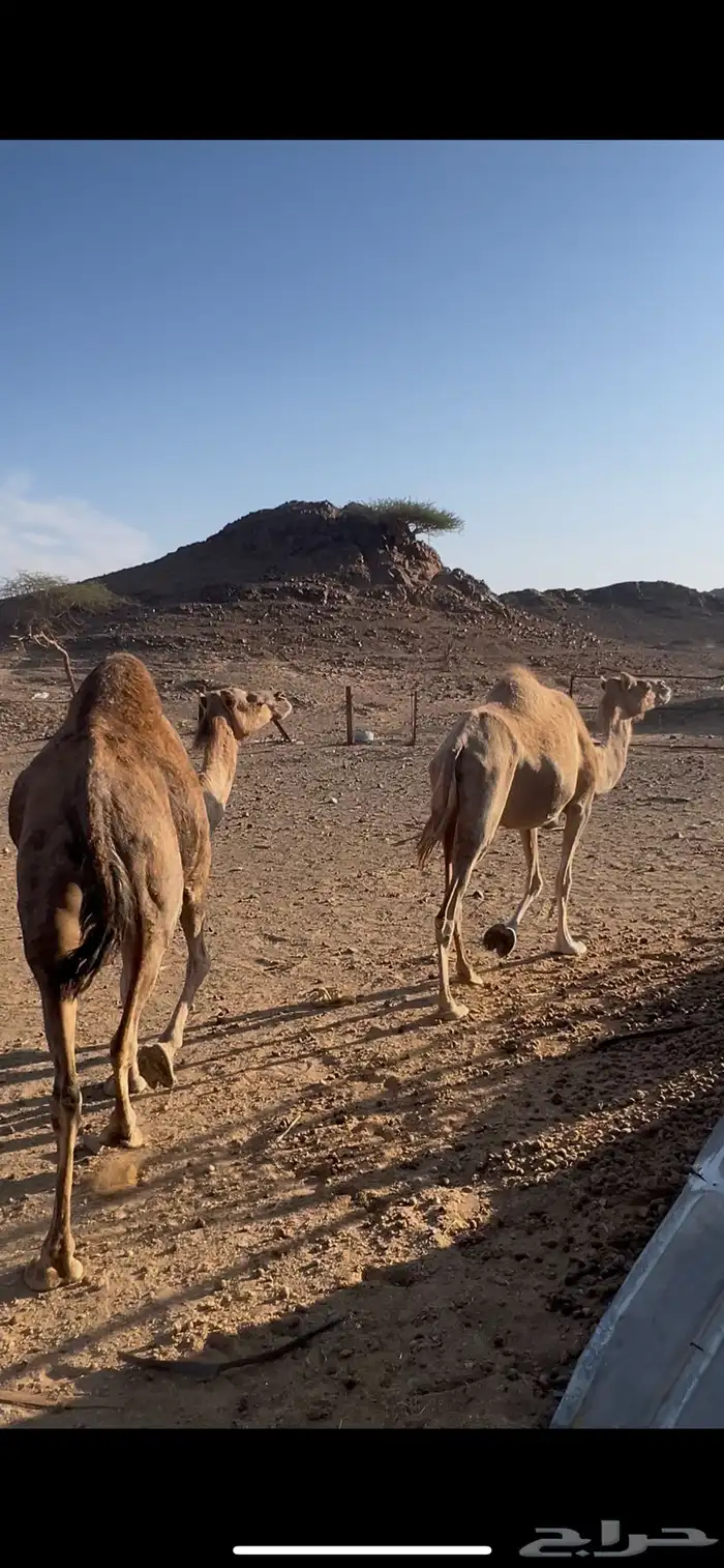 نياق لقحات 0