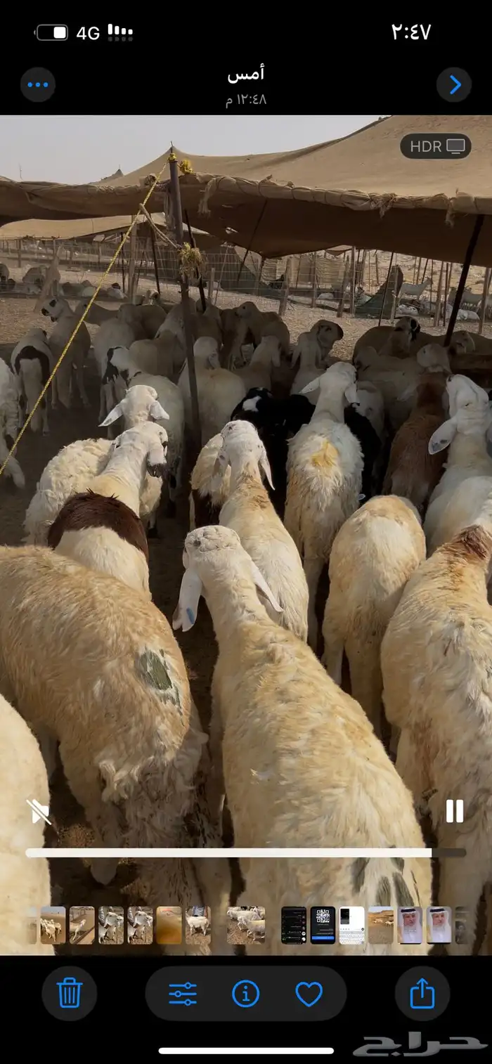 طليان سواكن مرابي دمازين ظهورها فل الفل 0