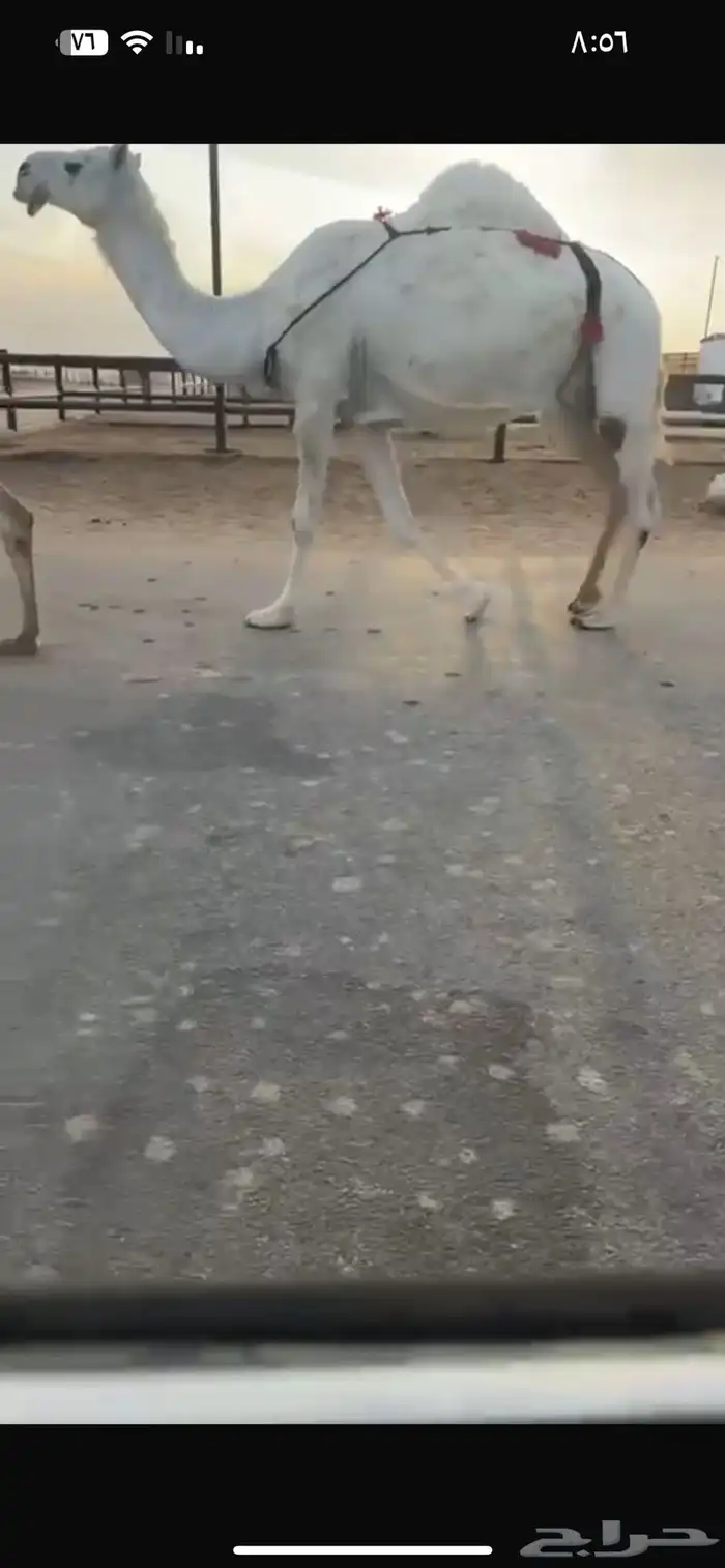 ناقه شاق لقحه 0