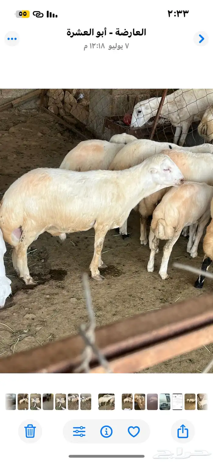 فحل رباع مشروط 2