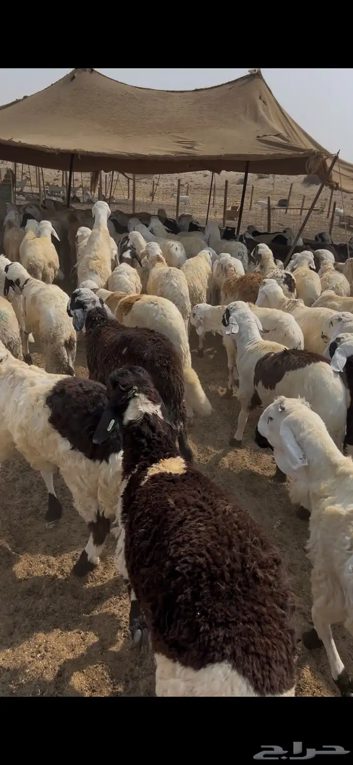 طليان سواكن مرابي دمازين ظهورها فل الفل 2