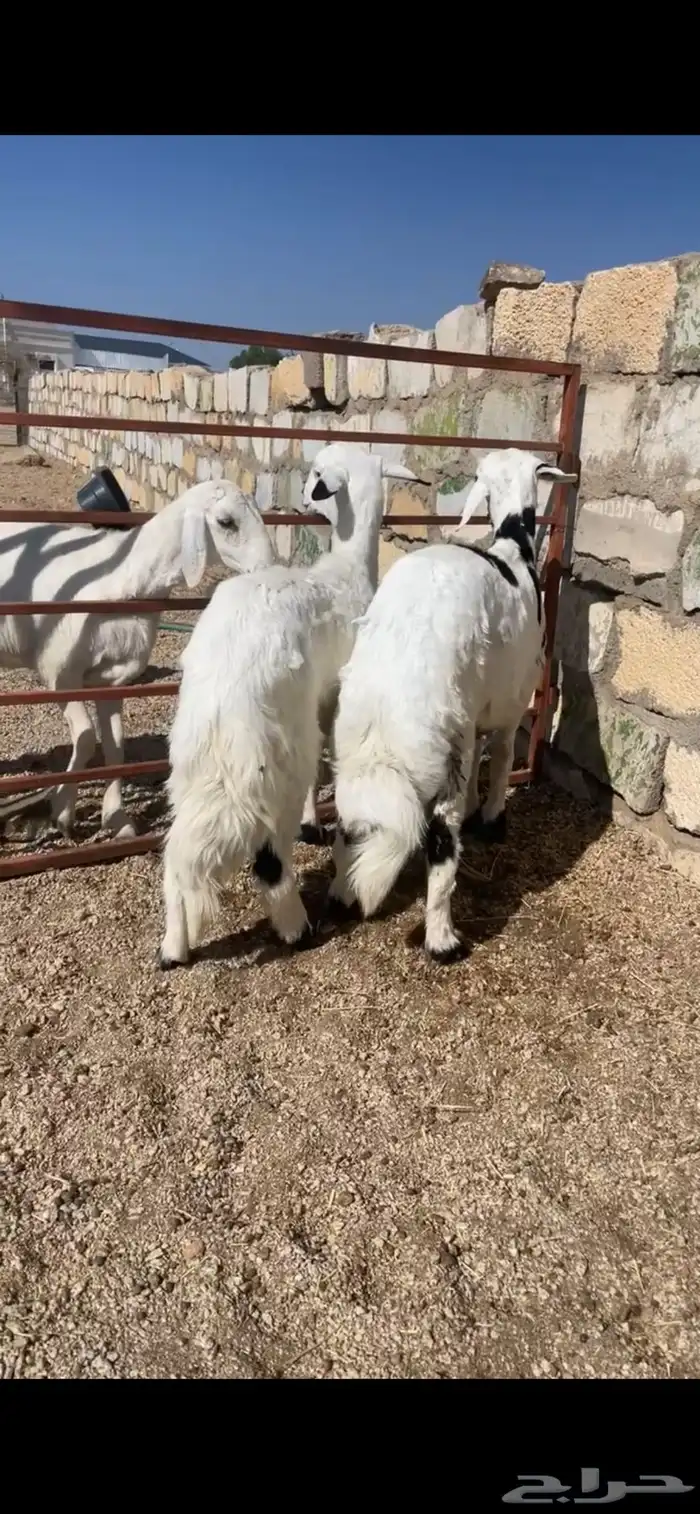 خرفان للبيع 1
