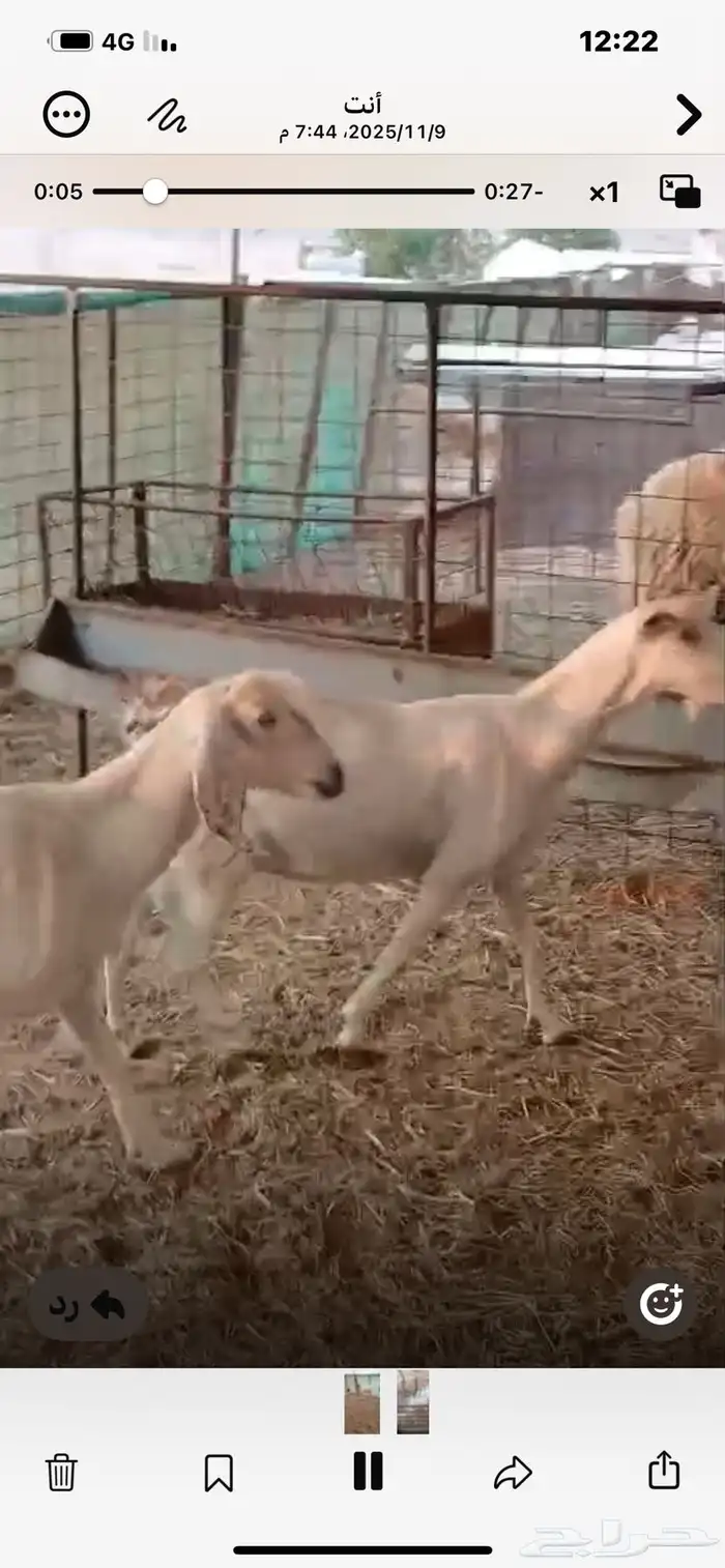 6معزا خلفات معها11 4