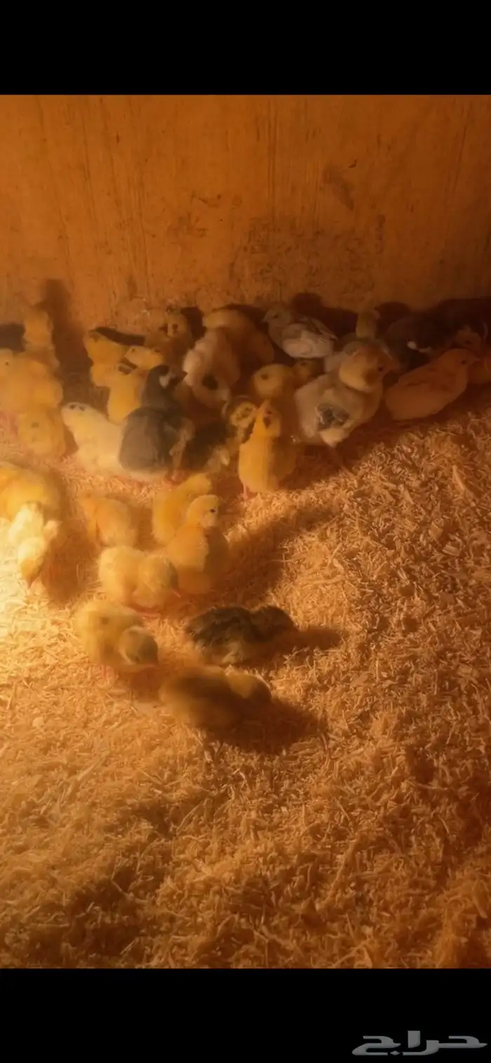 صوص دجاج وصوص سمان تكساس تم البيع 4