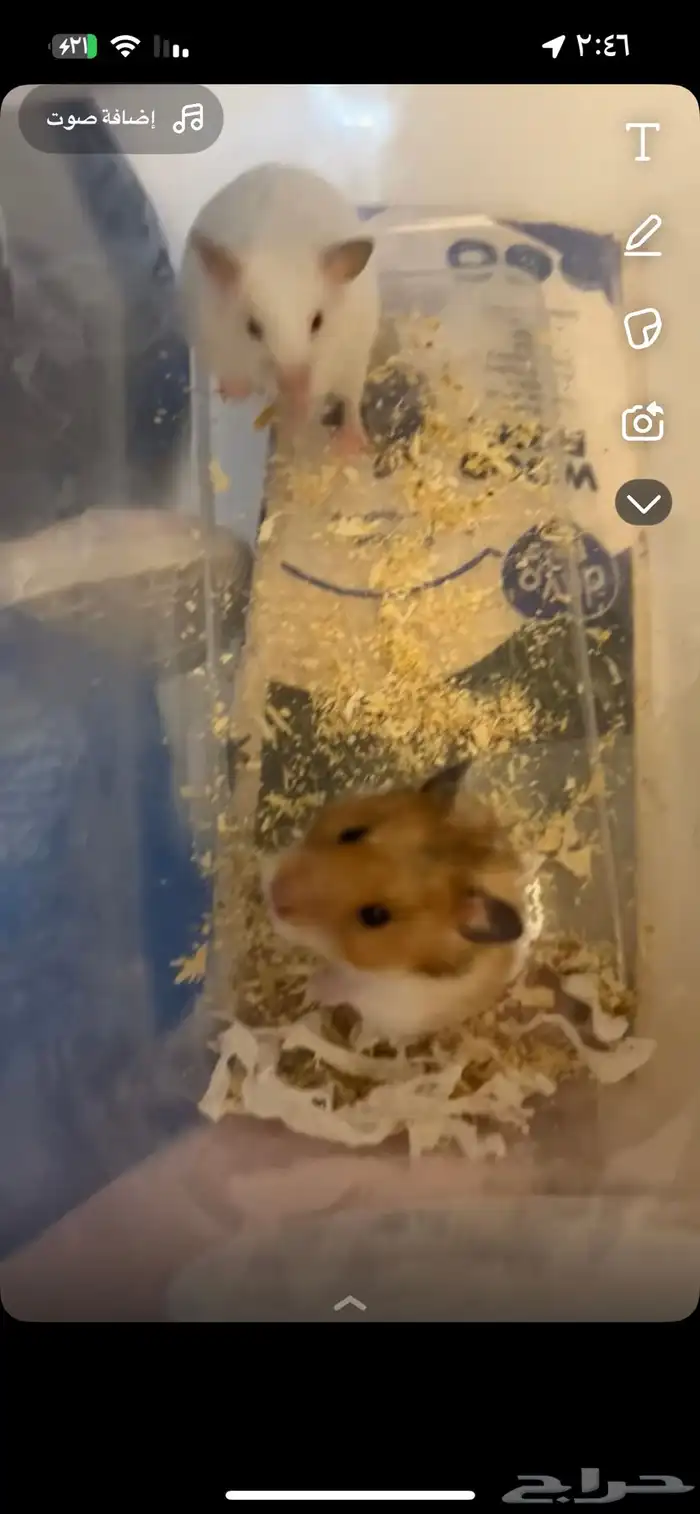 هامستر للبيع 0